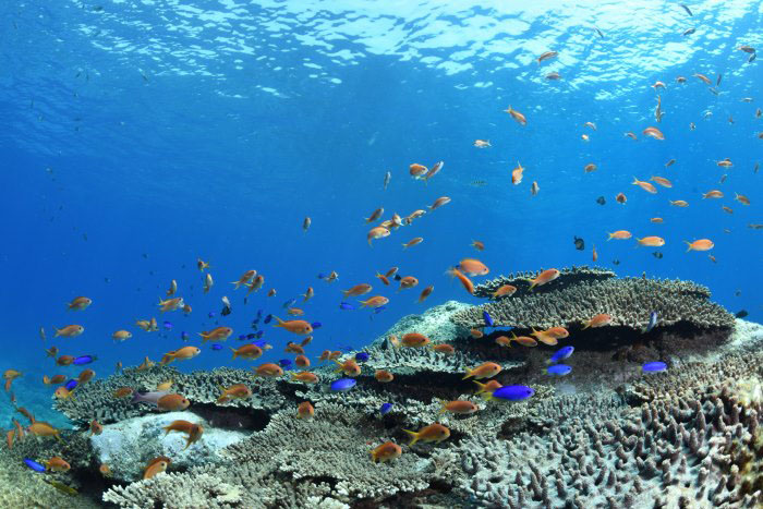 浅瀬のサンゴの上ではキンギョハナダイやスズメダイの仲間たちが大乱舞
