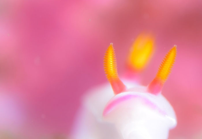 ウミウシもまだまだフォトジェニック！