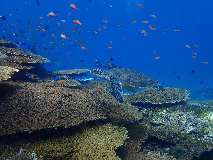 「後浜」のサンゴが群生する浅瀬にはアオウミガメの姿も！