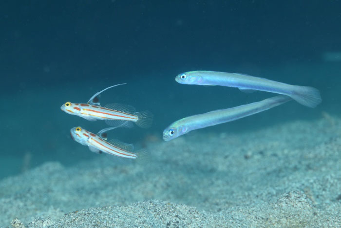 ヤシャハゼとハナハゼのWペア