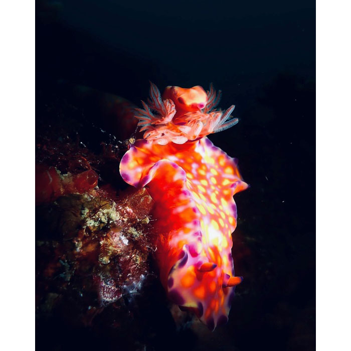 大きくてゴージャスな色彩のニシキウミウシ