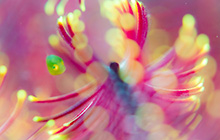 驚きと感動！ 春夏の高知県・大月町　柏島