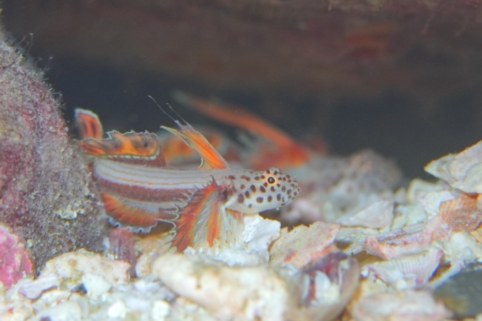 ホムラハゼ