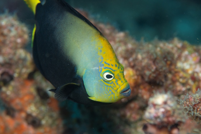 キヘリキンチャクダイの成魚