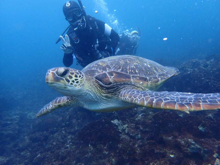 サンゴが群生する海にはアオウミガメも生息