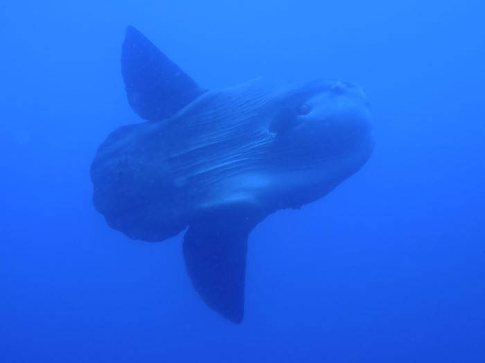 マンボウの姿も年に何度か目撃されています