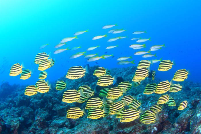 カゴカキダイの群れの奥にアカヒメジの群れが重なり、青い海に映える景観に