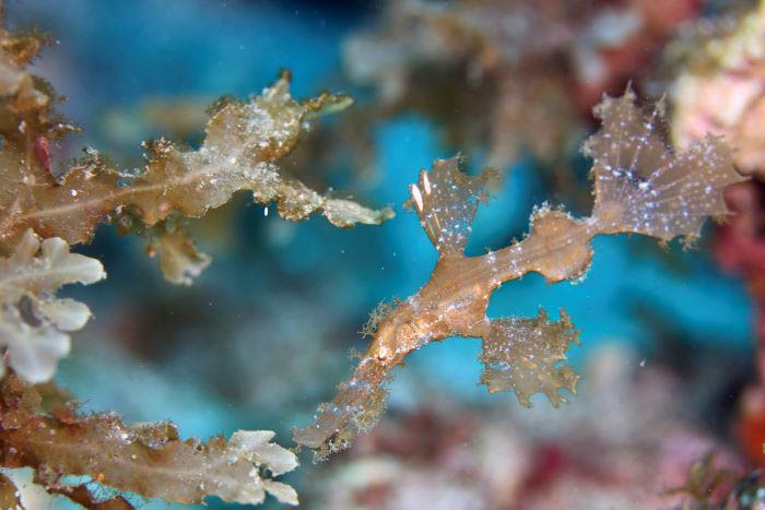 夏頃から南からやってくる季節来遊魚も増えてくる。擬態上手なカミソリウオの姿も。「グラスワールド」にて