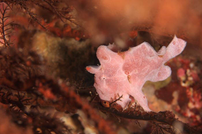 「中黒礁」に現れたオオモンカエルアンコウの幼魚