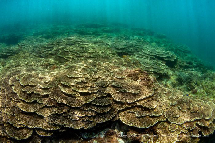 串本の海はサンゴの群落が目の前の海にあることからラムサール条約に登録されています