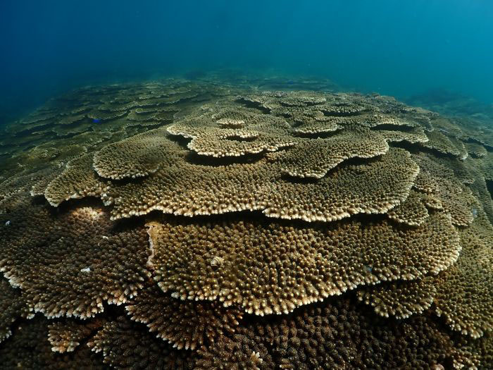 串本名物、クシハダミドリイシという種のテーブルサンゴ。浅瀬に広大に広がっているエリアがあります