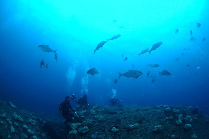 透明度がグンと上がってくる季節。青い海の中にカンパチなどの回遊魚も到来！