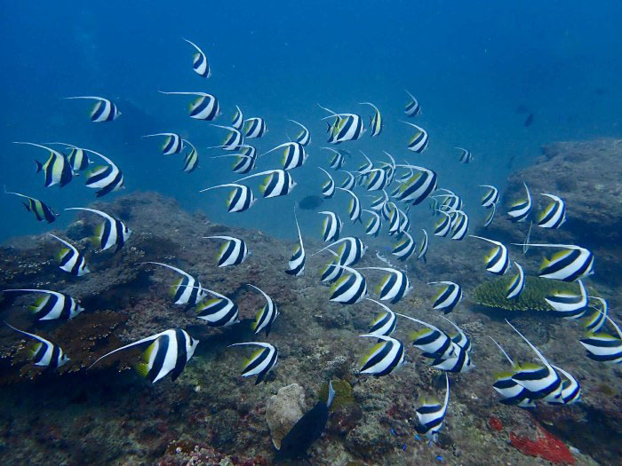 ムレハタタテダイも群れっ群れ！