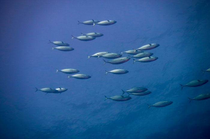 ８月に登場したカツオの群れ。9月以降もまだ狙えます