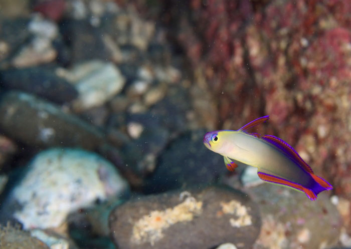 アケボノハゼに会えるスポットも