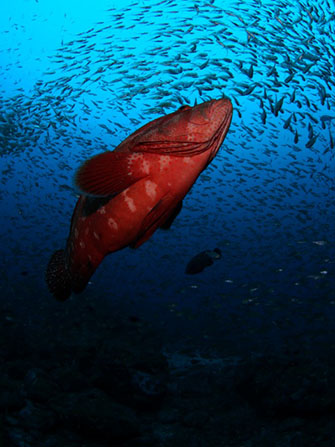 串本を代表する“アザハタの根”は「住崎」「備前」「アンドの鼻」にあります