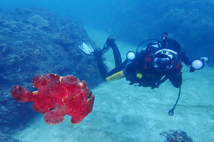オオモンカエルアンコウが泳いだ！と撮るダイバー