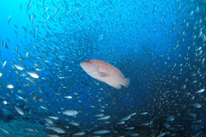 「アンドの鼻」には魚群が集まる“アザハタの根”がいくつかあります（写真はイメージ）