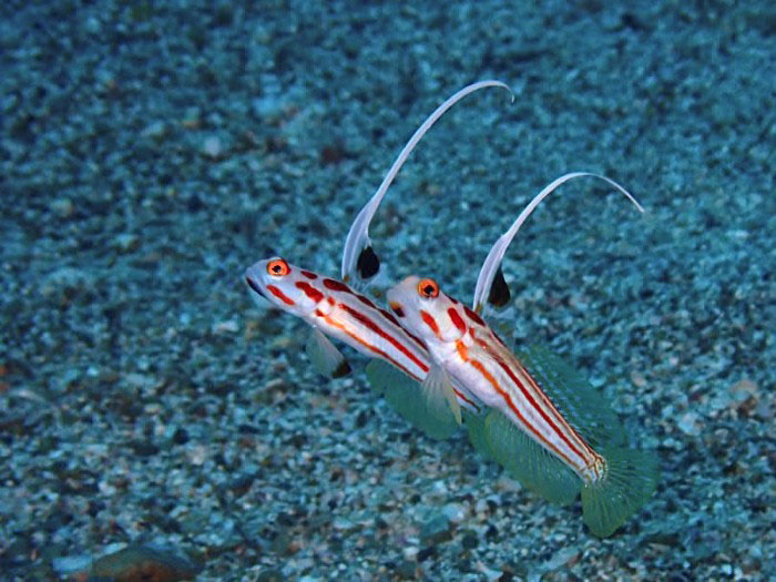 ヤシャハゼのペア。ハゼ好きにはたまらない