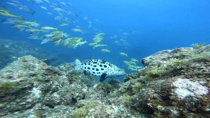 これも黒潮のおかげ！　カスリハタが串本の海に登場！