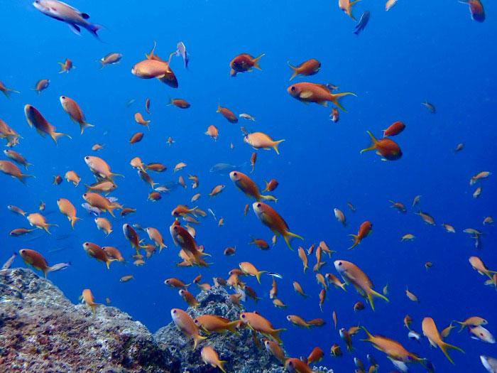 透明度が上がり、キンギョハナダイの群れも一段と華やかに