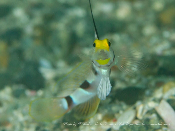 春先からはヒレナガネジリンボウやヤシャハゼ、ホタテツノハゼなども増えてきます