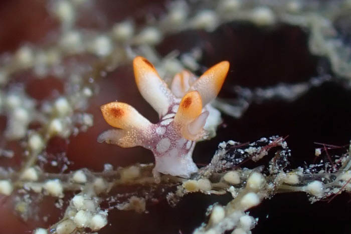 体はまだちっちゃいけれど、“飛ぶウミウシ”ヒオドシユビウミウシ