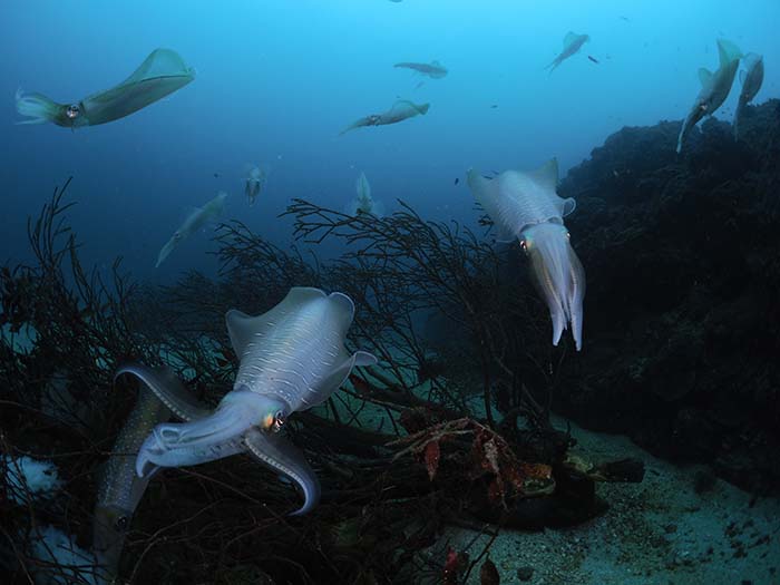 一度にこんなにたくさんのアオリイカに会えることも！　たいてい雌雄のペアになっているのがわかるでしょうか。「イスズミ礁」