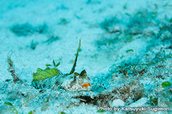 マクロ生物も探せば探すほど、おもしろいコモド。海底を這うように移動するイッポンテグリも見られる