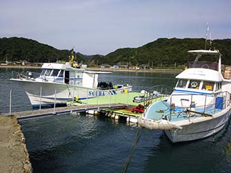 青い海中に伸びるムチヤギに、よく見ると3尾もガラスハゼが! こんなサプライズも串本では日常茶飯事