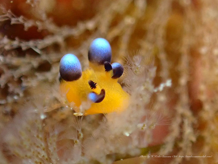 ピカチュウウミウシことウデフリツノザヤウミウシの姿も