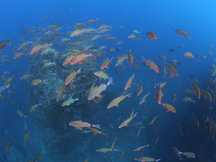 ホウライヒメジと魚名がめでたい魚の群れも圧巻