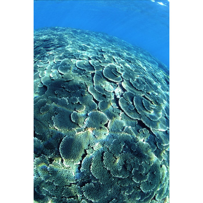 クシハダミドリイシがテーブル状に広がるエリア。南国の海を潜っている気分になれます