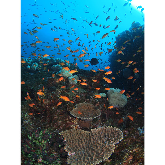 キンギョハナダイが群れ群れ