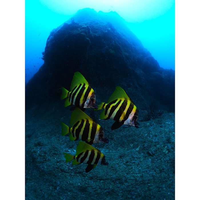 温帯の魚、テングダイも大きな子たちが群れています