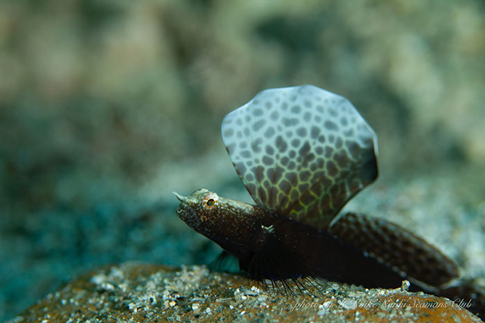 大きな帆を背中に持っているような、ホタテツノハゼは運が良ければ会える!?