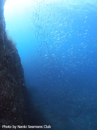 透明度が高いのに魚群も濃い！　海の常識を覆してくれるのが串本の海かもしれません
