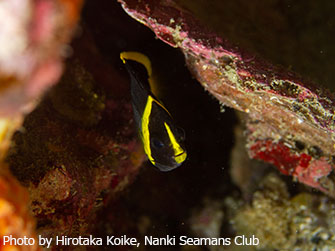 縦縞の成魚からは想像もつかない、黒と黄色、タイガースカラーのキンチャクダイ幼魚もお目見えすることが