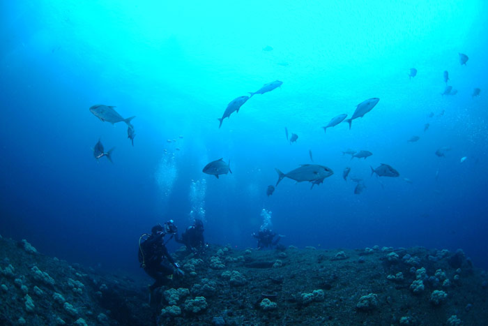 キビナゴの群れを追って大きなカンパチの編隊が出現! ダイバーの泡を小魚と間違えて寄ってくることもあります