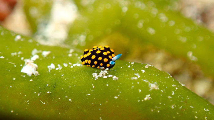テントウムシみたいなテントウウミウシ。1mm未満の子どもも見られるかも!