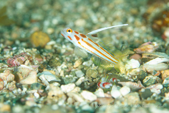 ヤシャハゼとコトブキテッポウエビの共生も
