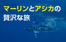 マーリンとアシカの贅沢な旅