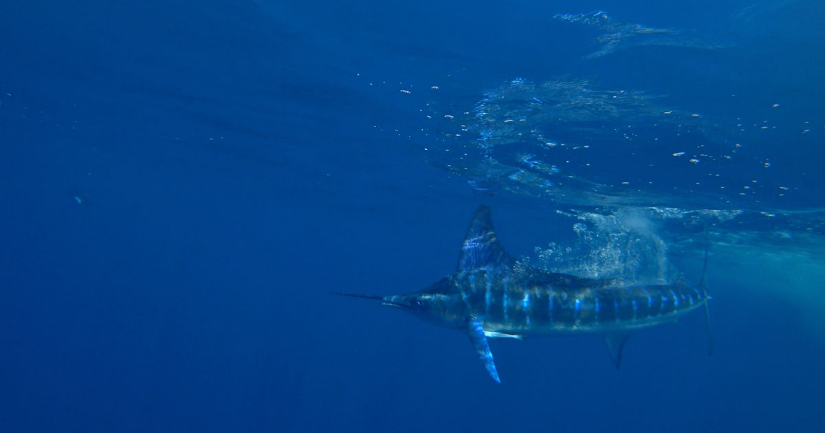 ストライプドマーリン マカジキ アシカと泳ぐ贅沢な旅 メキシコ ラパス 海外 エリア情報 Marine Diving Web マリンダイビングウェブ