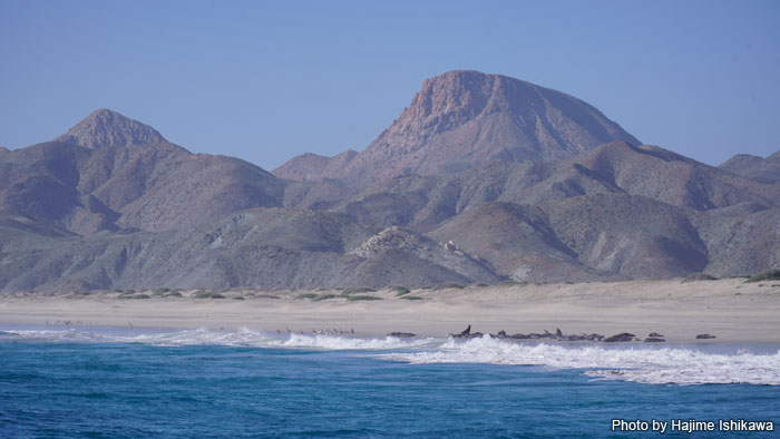 プエルト・サン・カルロス近辺は砂漠ならではの光景だが、海岸線にはアシカたちの姿も