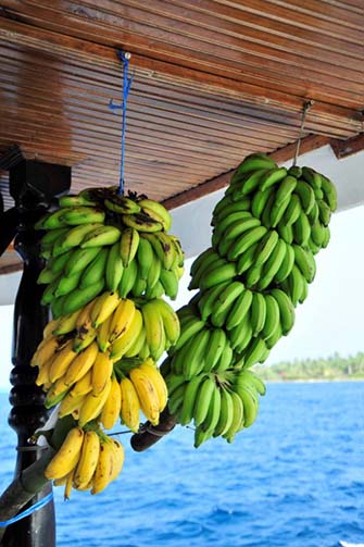 乗船時はバナナの大きな房が二つ