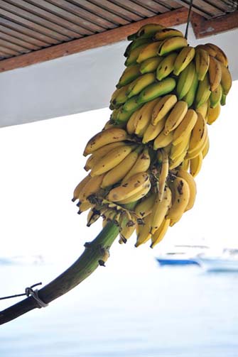 最終日の朝。バナナは熟してきていて１房だけになっていました。下船する頃には全てなくなります
