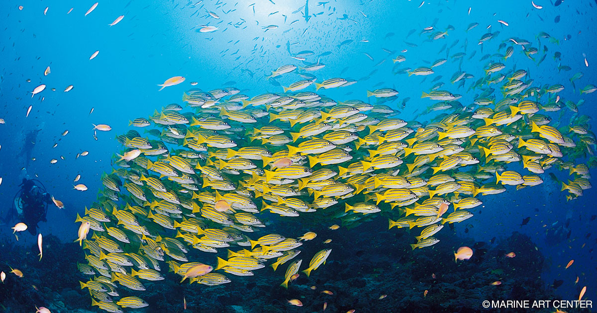 モルディブの海 インド洋の楽園モルディブのダイビング＆旅 基本情報｜エリア情報