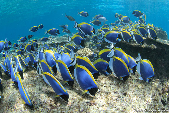インド洋の固有種・パウダーブルーサージョンフィッシュ。淡いブルーの体色がとても美しい 