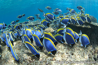 インド洋の固有種・パウダーブルーサージョンフィッシュ。淡いブルーの体色がとても美しい 