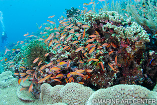 サンゴ礁の海は、さまざまな生物のすみかになっている。潮通しがいいリーフには、宝石のように美しいアカネハナゴイが群れ泳ぐ